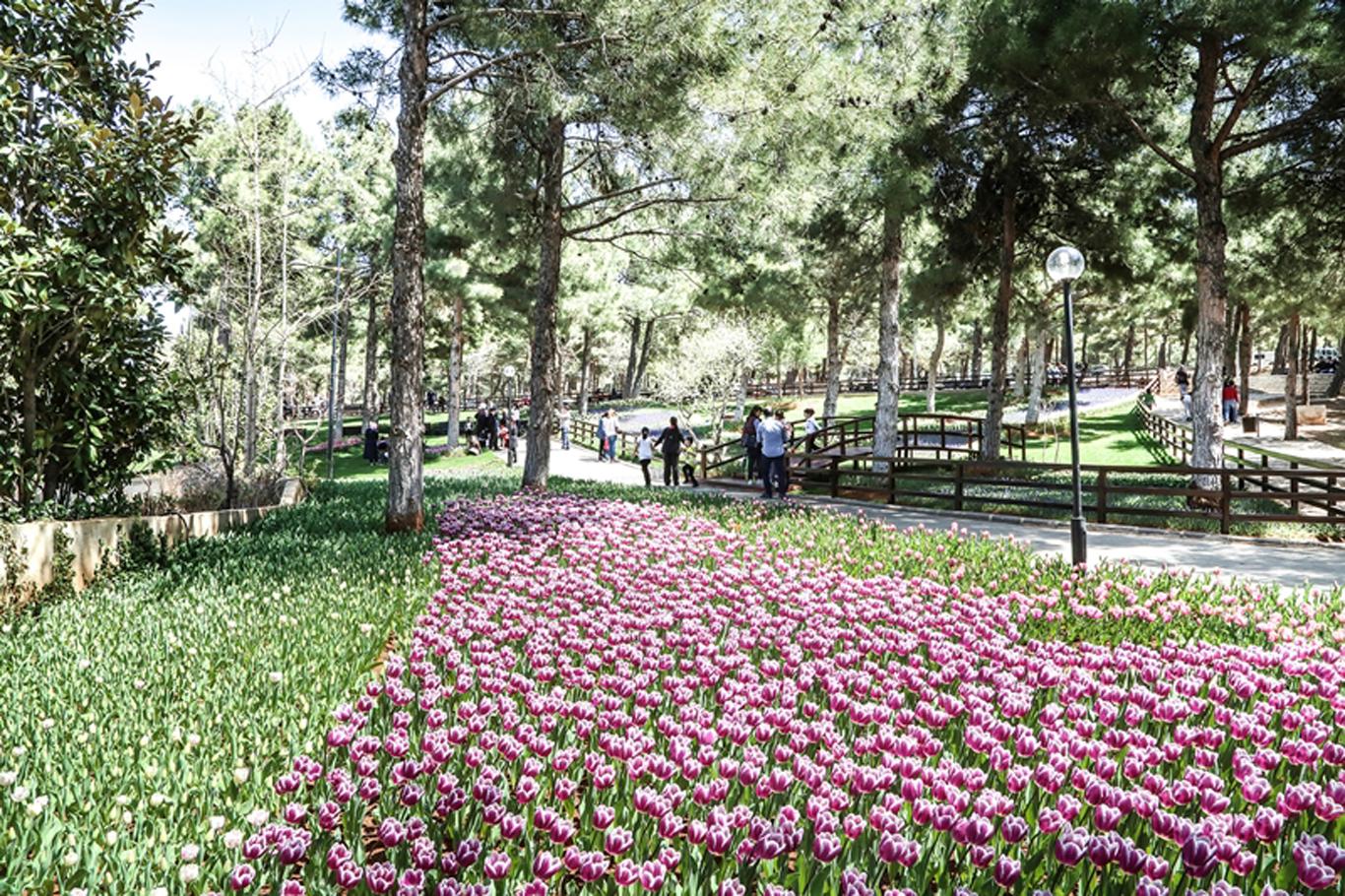 Dülük Tabiat Parkı'nda lale devri Dülük Tabiat Parkı'nda lale devri